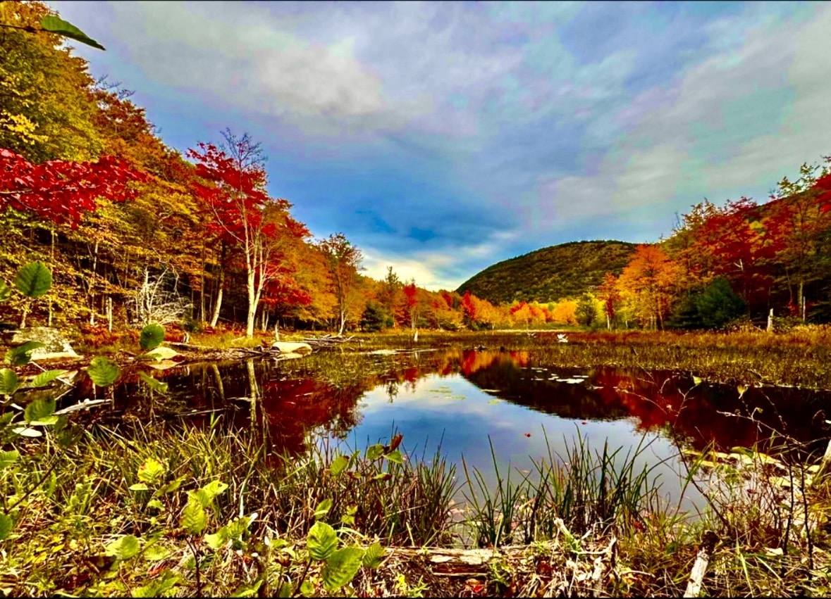 fall trees around a lake